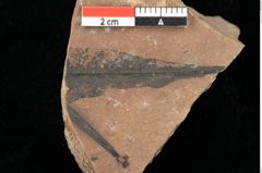 Foto (Detailansicht) von Cathaya sp. (NHMW-GEO-2024-0188-0343)